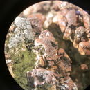 Image of Clavascidium lacinulatum (Ach.) M. Prieto