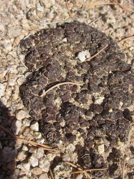 Image of Clavascidium lacinulatum (Ach.) M. Prieto