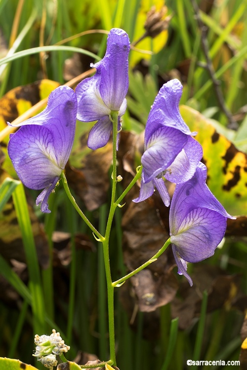 Image of Columbian monkshood