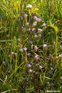 Image of autumn dwarf gentian