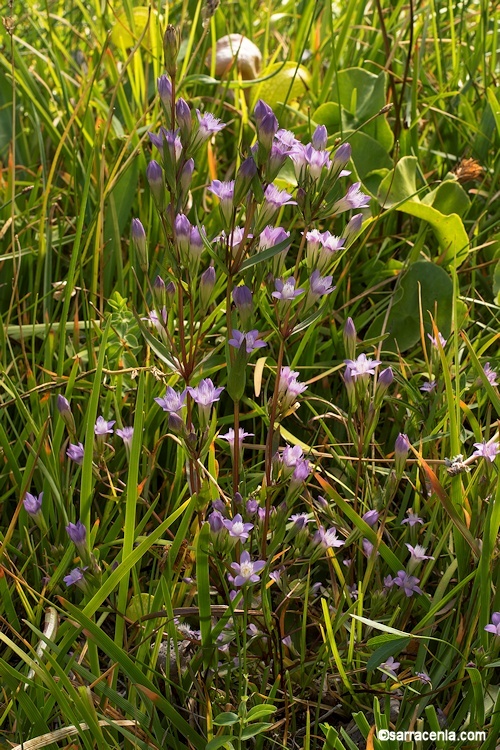 Imagem de Gentianella amarella (L.) Börner