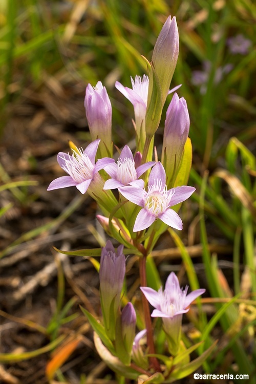 Image of autumn dwarf gentian