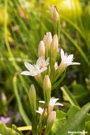 Image of autumn dwarf gentian