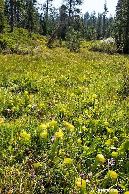 Image of California pitcherplant