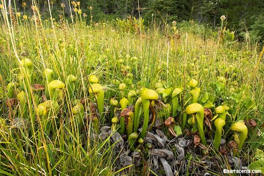 Image of California pitcherplant