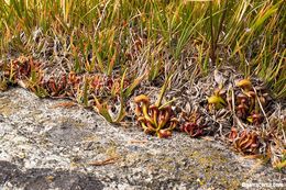 Image of California pitcherplant