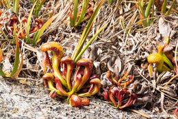 Image of California pitcherplant