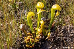 Image of California pitcherplant