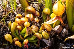 Image of California pitcherplant