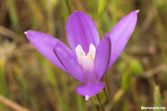 Image of appendage brodiaea