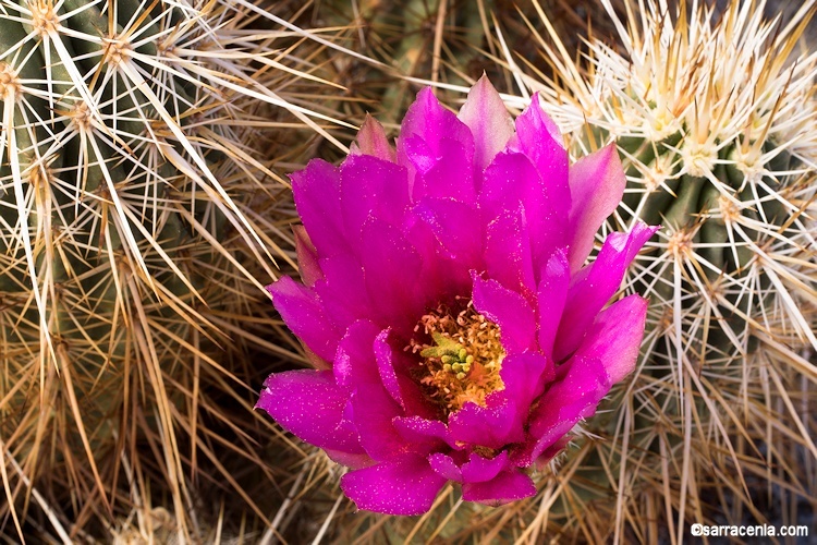 Image of Engelmann's hedgehog cactus