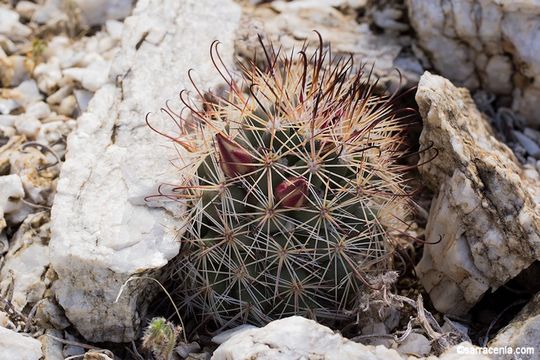 Image of Strawberry Cactus