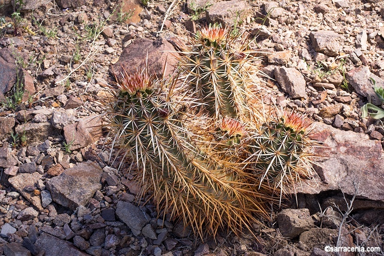 Image de Echinocereus engelmannii (Parry ex Engelm.) Lem.