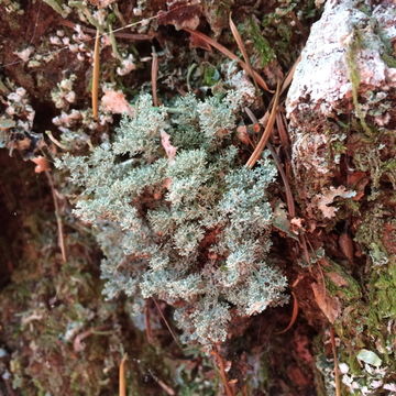 Image of ball lichen