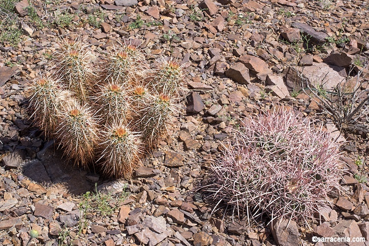 Image de Echinocereus engelmannii (Parry ex Engelm.) Lem.