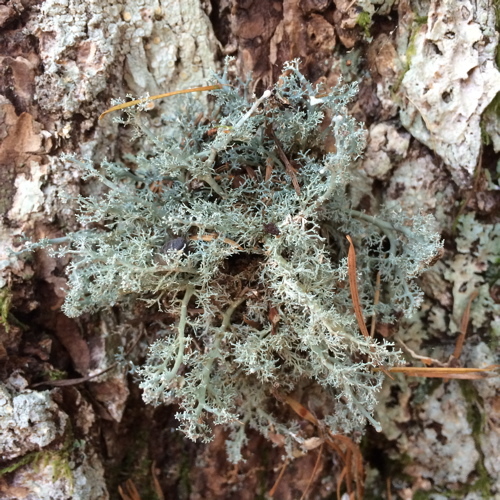 Image of ball lichen