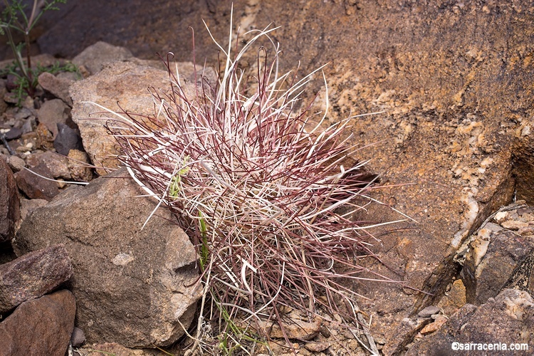 Image de Sclerocactus polyancistrus (Engelm. & J. M. Bigelow) Britton & Rose