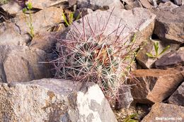 Image de Sclerocactus polyancistrus (Engelm. & J. M. Bigelow) Britton & Rose