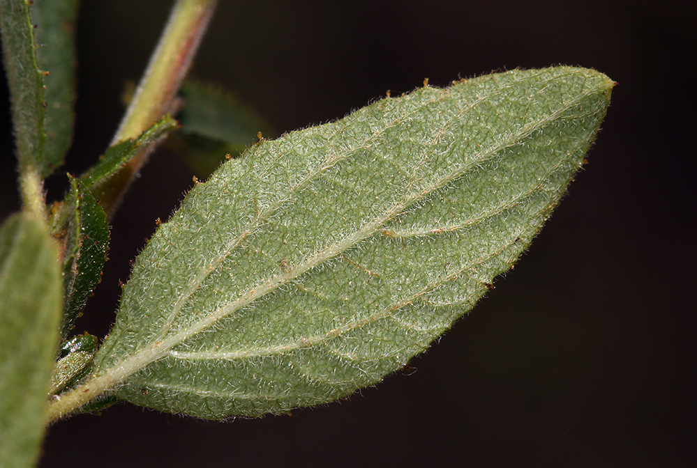 Image of Lemmon's ceanothus