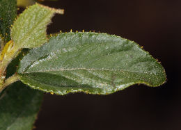 Image of Lemmon's ceanothus