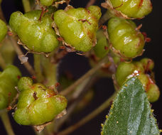 Image of Lemmon's ceanothus