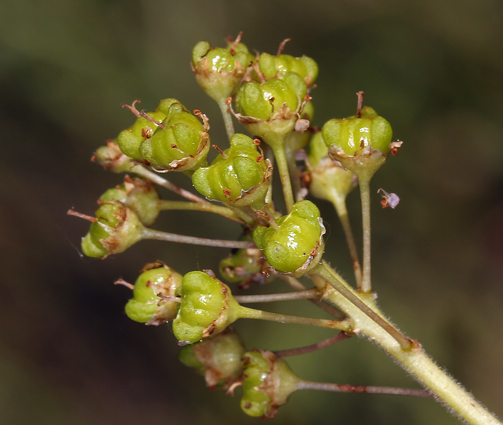 Image of Lemmon's ceanothus