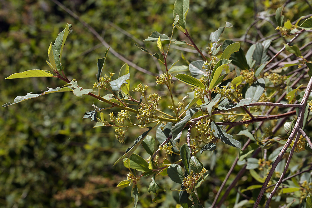 Image of California buckthorn