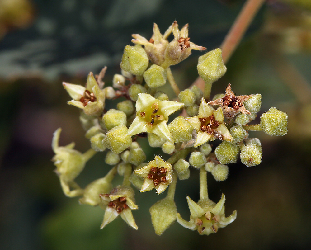 Image de Frangula californica subsp. occidentalis (Howell) J. T. Kartesz & K. N. Gandhi