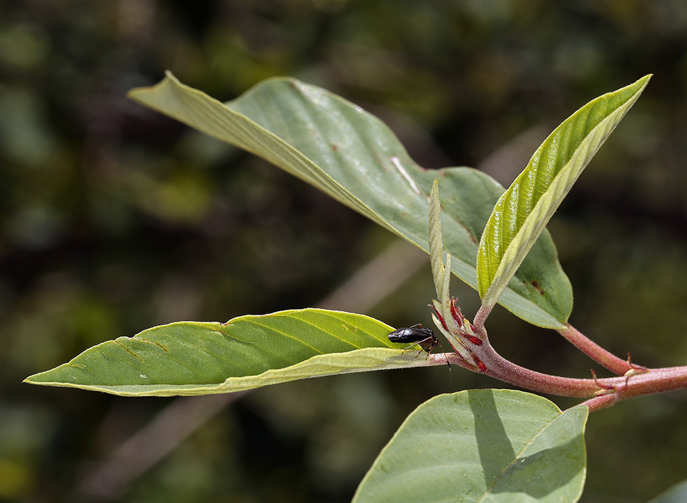 Image of California buckthorn