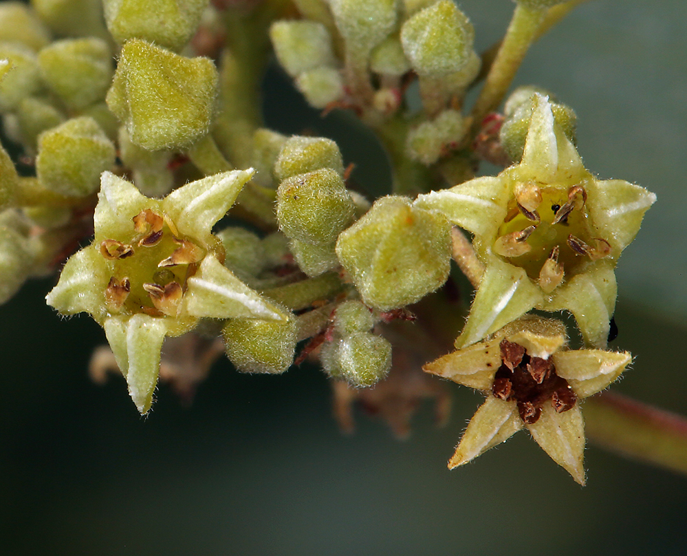 Image of California buckthorn