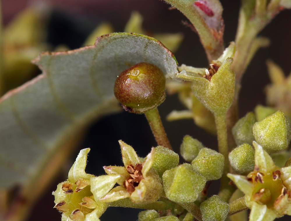 Image of California buckthorn