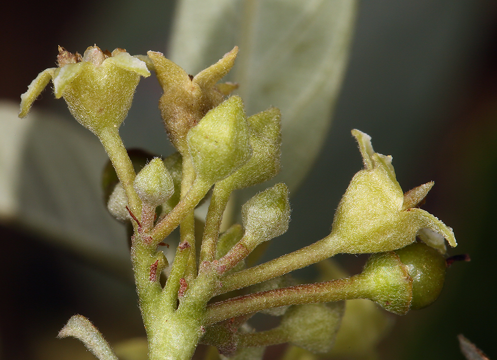 Image of California buckthorn