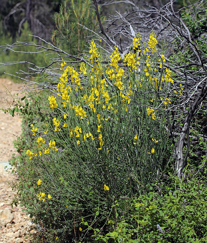 Image of Spanish broom