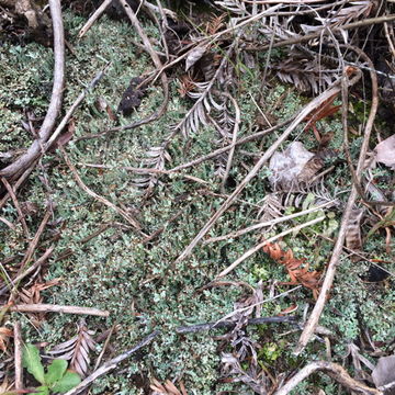 Image of cup lichen