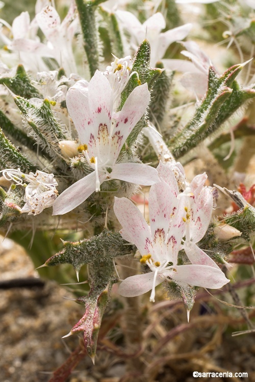 Image of desert calico