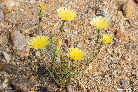 Image of smooth desertdandelion