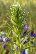 Image of attenuate Indian paintbrush