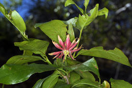 Image of western sweetshrub