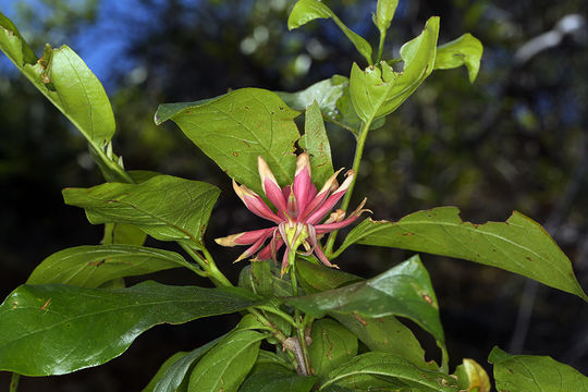 Image of western sweetshrub