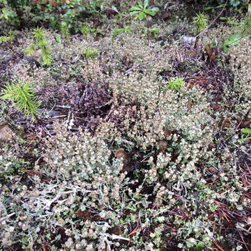 Plancia ëd Cladonia concinna Ahti & Goward