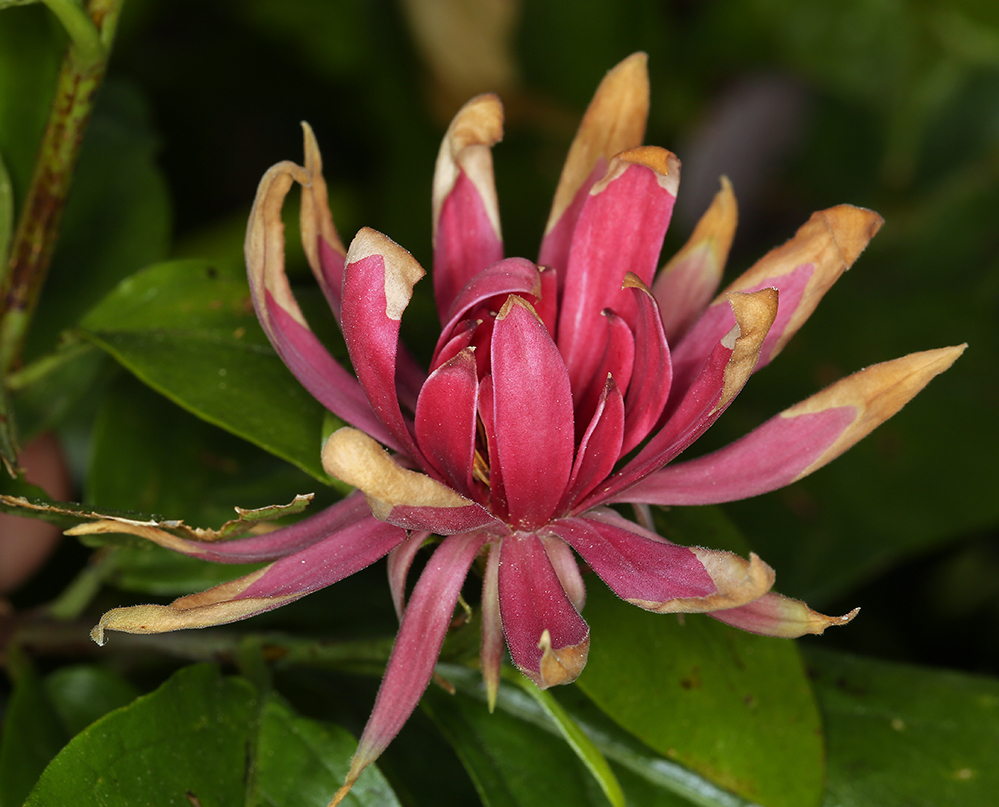 Image of western sweetshrub