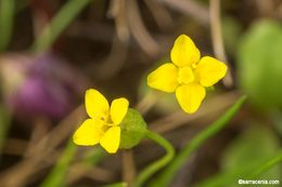 Image of Oregon Timwort