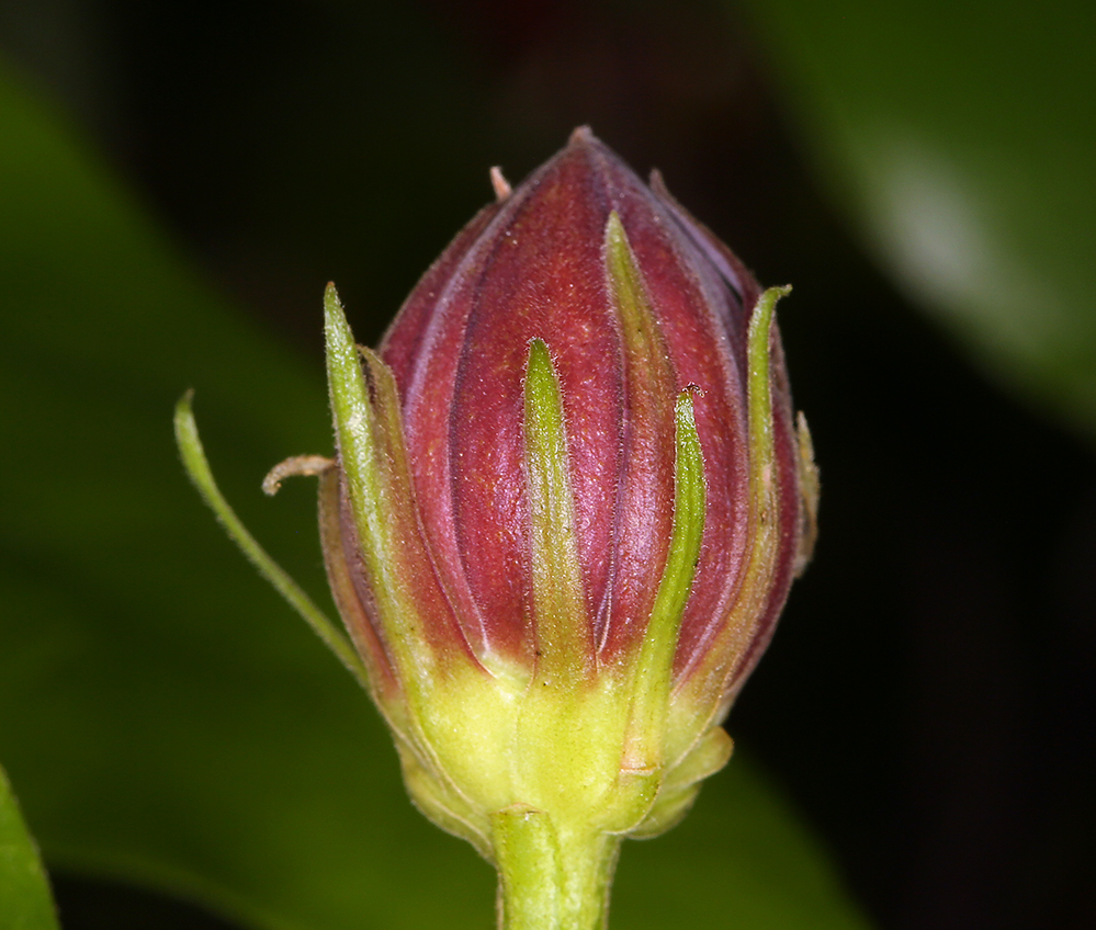 Image of western sweetshrub