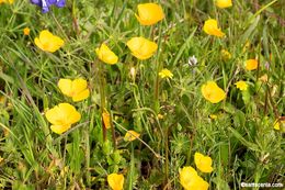 Imagem de Eschscholzia lobbii Greene