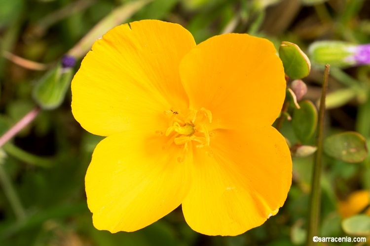 Imagem de Eschscholzia lobbii Greene