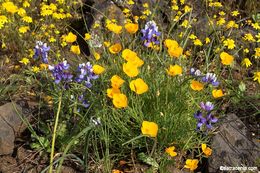 Imagem de Eschscholzia lobbii Greene