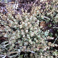 Image of Cladonia concinna Ahti & Goward