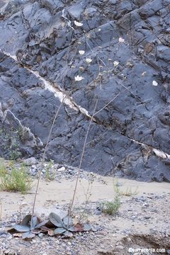 Image de Atrichoseris platyphylla (A. Gray) A. Gray