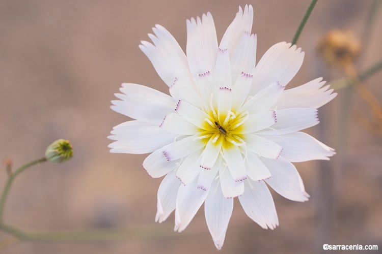 Image de Atrichoseris platyphylla (A. Gray) A. Gray