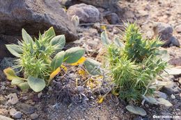 Слика од Chorizanthe rigida (Torr.) Torr. & Gray